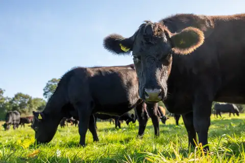 Farm2Fork